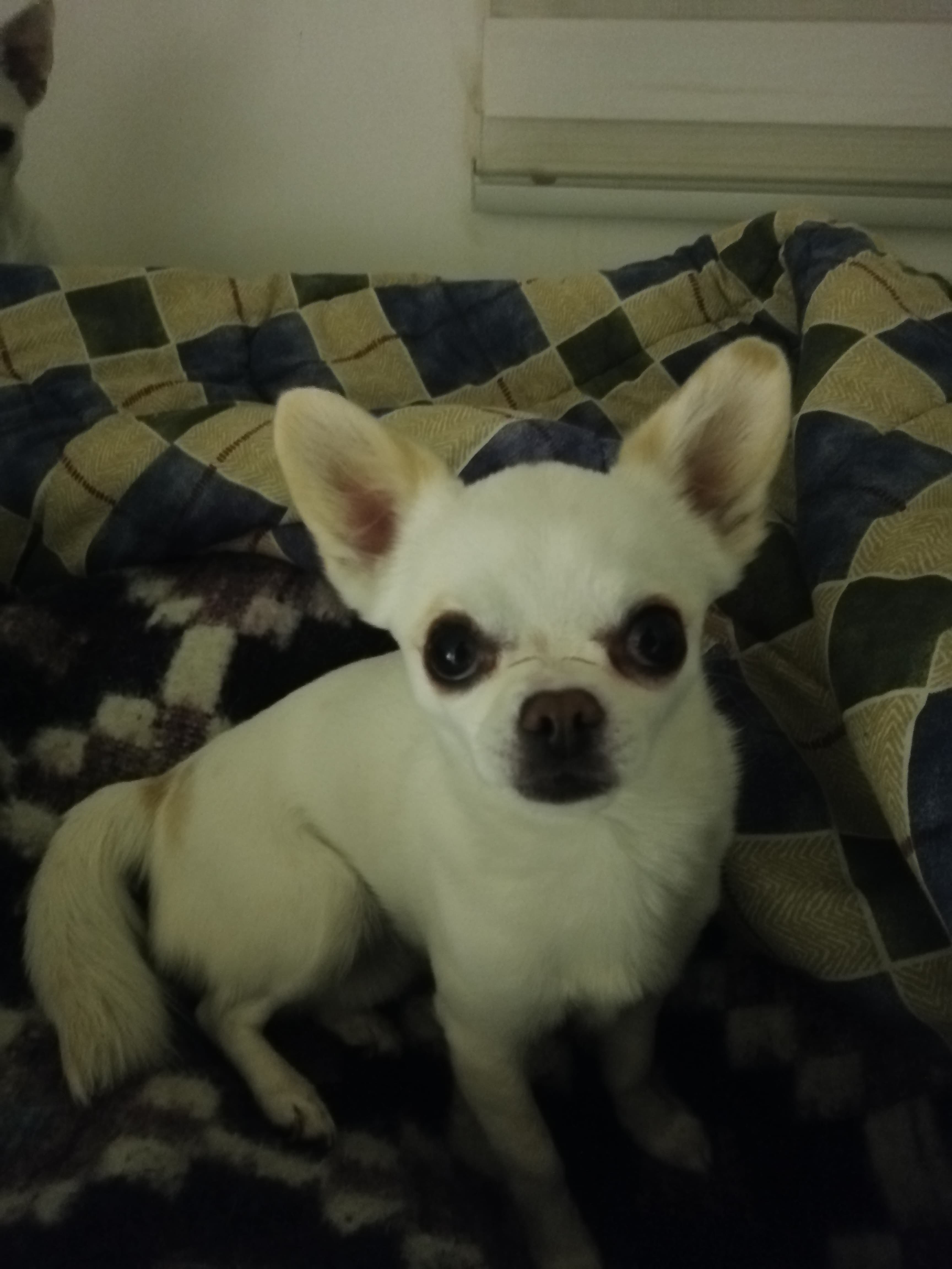 Loki