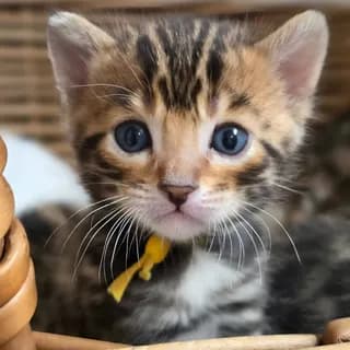 Quiero adoptar gatit@