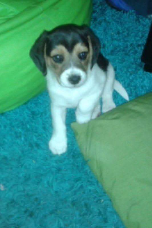 Ron - Foto 2
