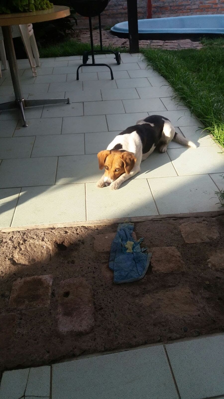 Ron - Foto 3