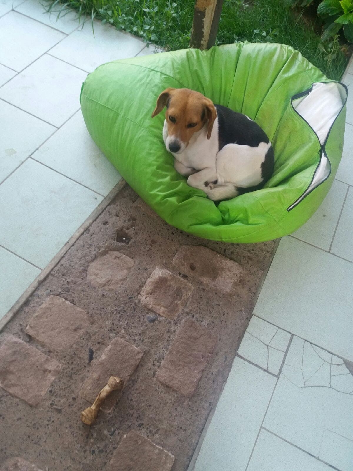 Ron - Foto 5